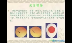 合成动物如何孵化蛋