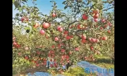 果园丰收如何移动建筑