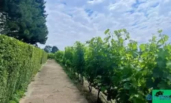 浪漫庄园一级野外种植园