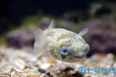 萌鱼泡泡觉醒后的鱼能放进水族馆吗