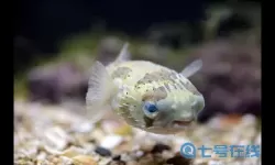 萌鱼泡泡觉醒后的鱼能放进水族馆吗