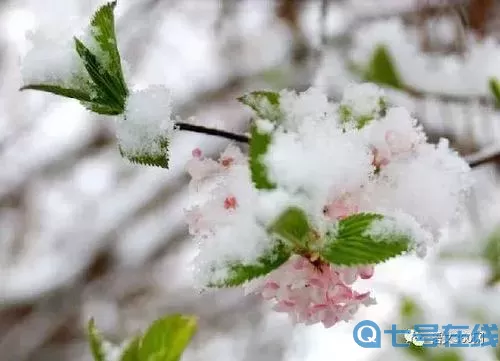 暖雪翻译