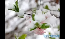 暖雪翻译