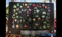 塞勒特大陆起源树