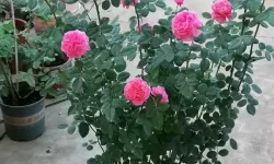 思仙花多少钱一克