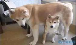 我的狗狗公司闻名世界 蓦朝