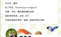 天仙月最强门派