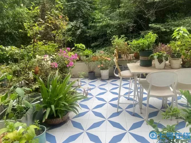 我本千金庭院猫崽