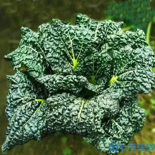 旋转吧泡泡君炎帝怎么获得