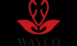 刺激网在线播放的魅力与选择：如何在海量内容中找到你的心仪之作