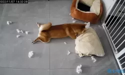 刀剑大作战里的小柴犬