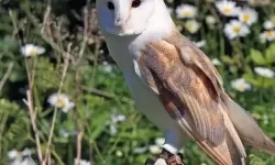 动物王者猫头鹰