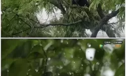 动物王者纪录片