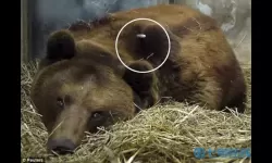 动物王者芬恩怎么玩