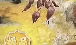 夺笋高手昆明松林无价之宝