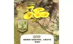 夺笋高手金钗石斛怎么获得