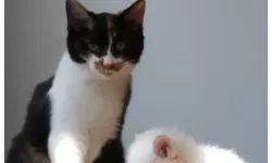 家有大猫怎么上云豹