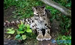 家有大猫云豹结局