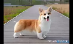 贪吃蛇进化论柯基皮肤