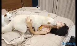 爱暖暖大象：温情故事中的坚韧与陪伴