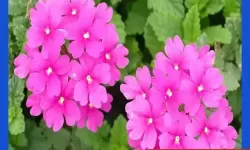 永久老夫子精品传媒：传承经典，创新未来