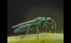 小小世界好大胆是什么昆虫