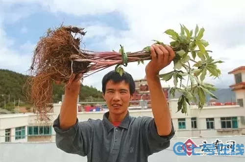 雪山重楼到底是什么东西