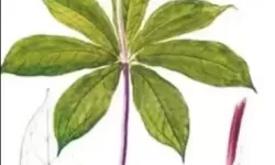 重楼能治什么病