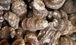 云南十大名贵药材