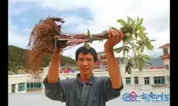 雪山重楼到底是什么东西