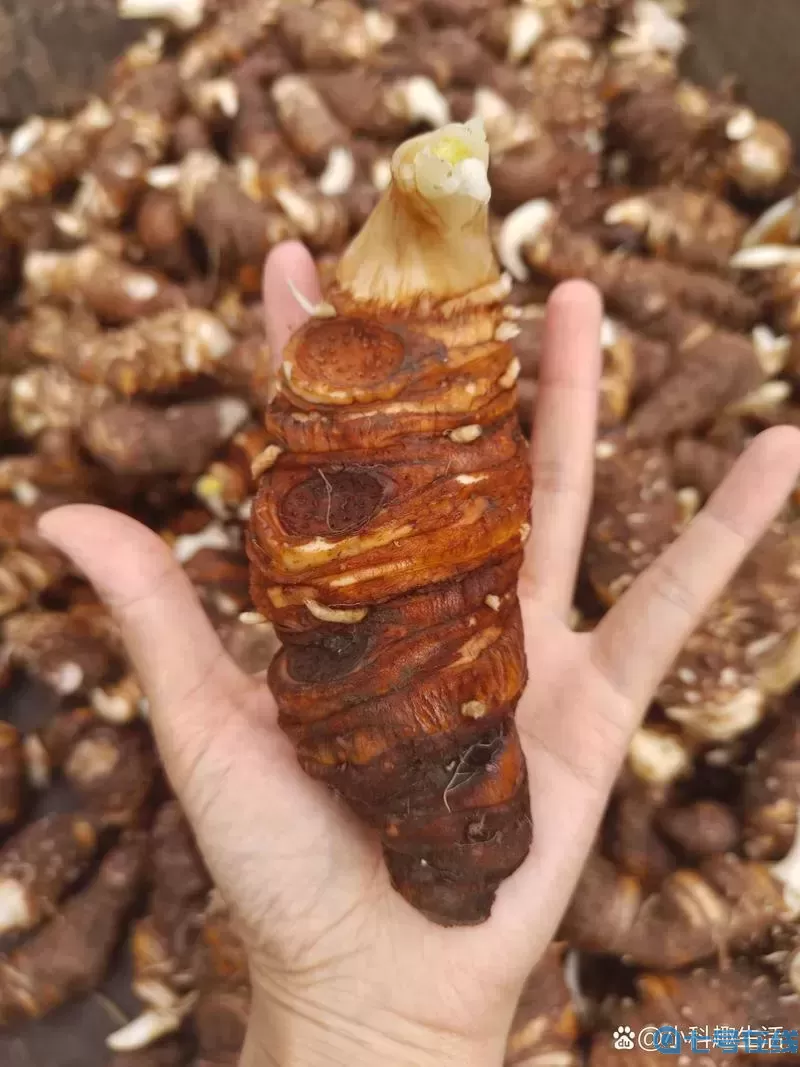 滇重楼有什么功效