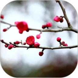 梅花易数笔记老版本下载