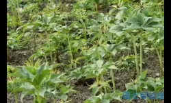 重楼鲜货多少钱一斤