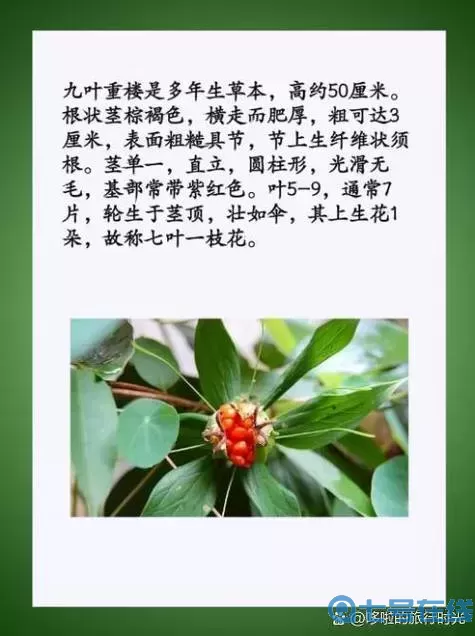 九叶重楼与九重楼的区别