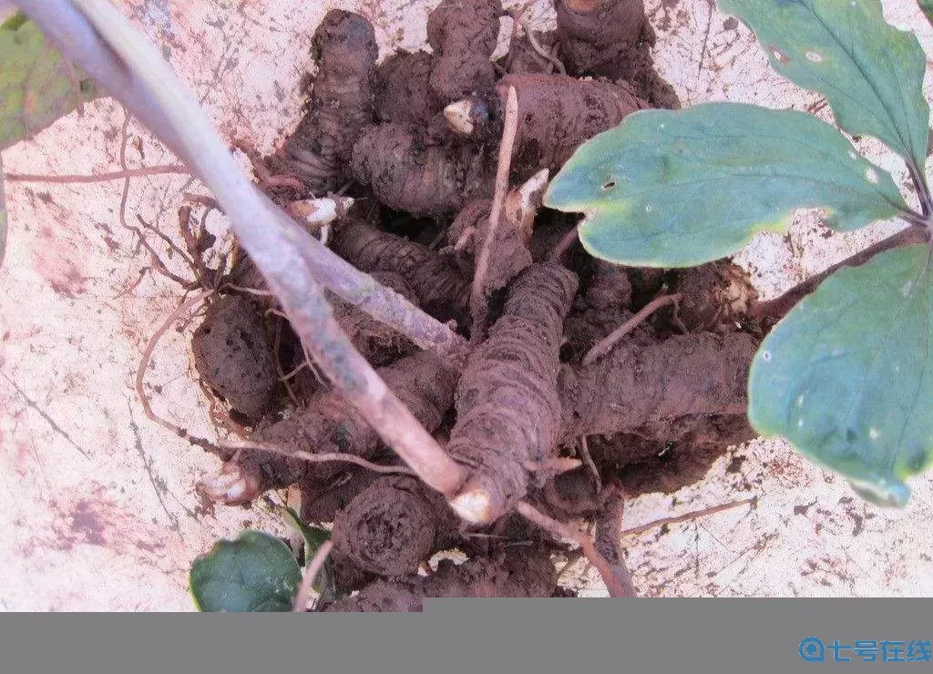 2024年重楼最新价格