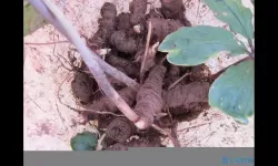 2024年重楼最新价格