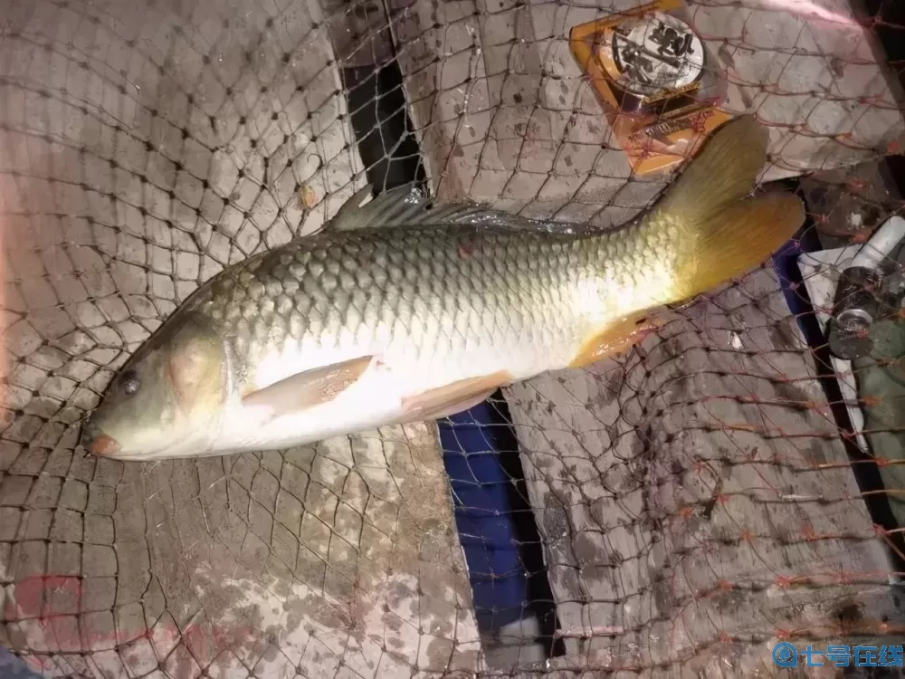 大鲫终结者配红色风暴野钓