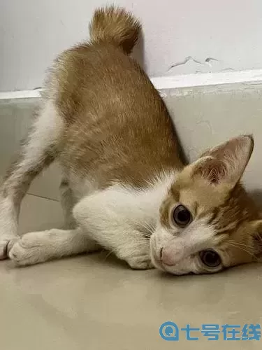 笑傲江湖华山小橘猫坐标