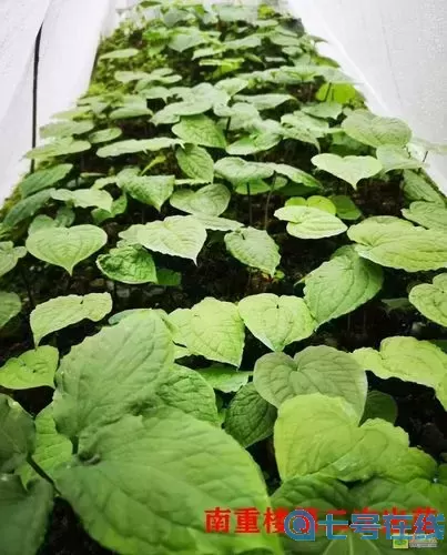 南重楼多少钱一斤