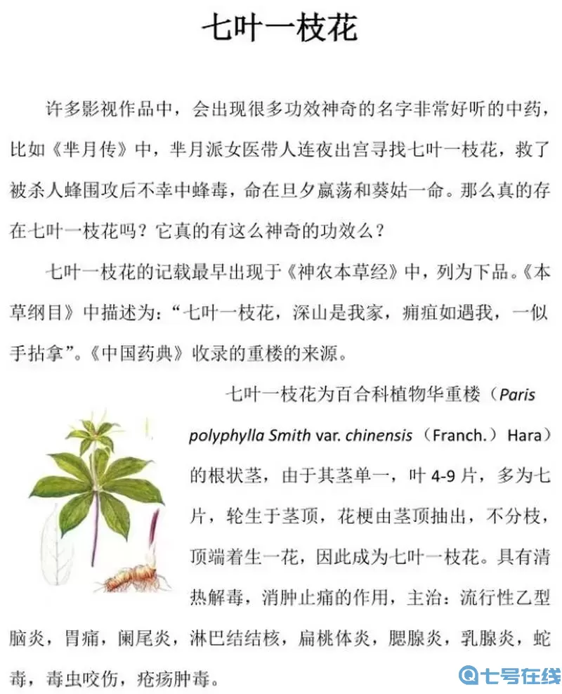 重楼的神奇功效