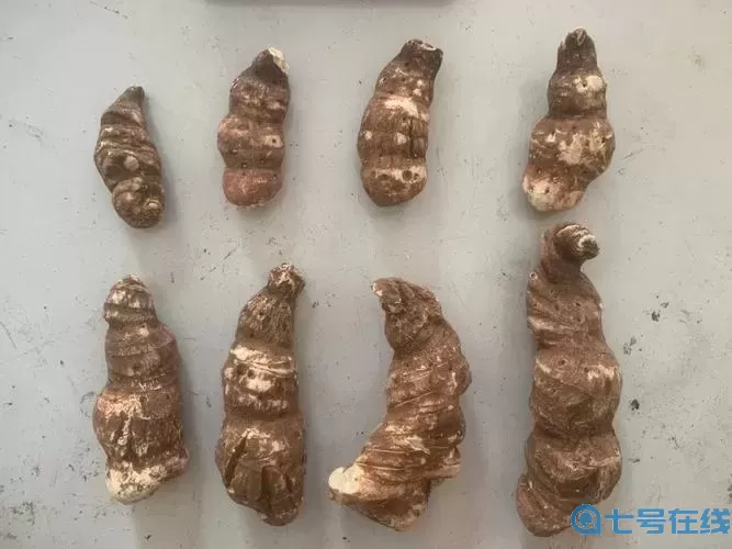 重楼品种分类图片大全