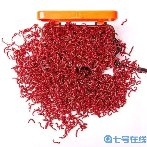 碧之轨迹钓鱼用不了红虫